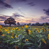 Coppet Hill Sunflowers